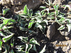 Dolichos decumbens