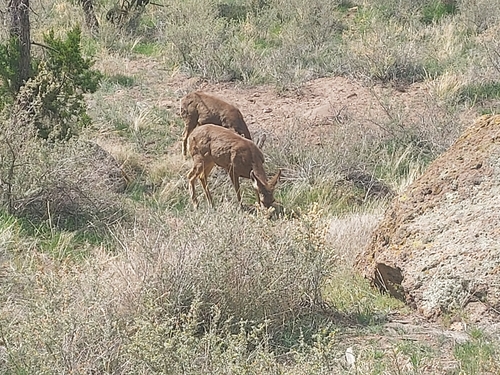 Mule Deer