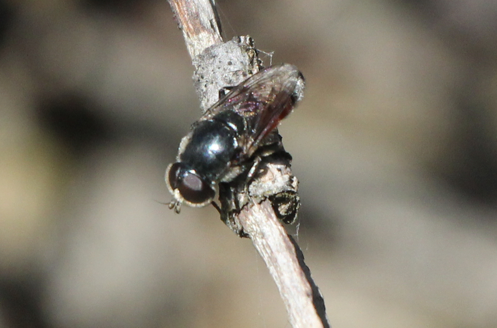 Eumerus ovatus
