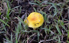 Amanita flavella