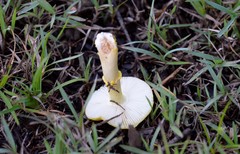 Amanita flavella