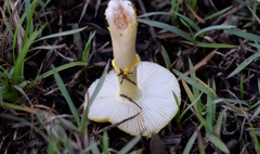 Amanita flavella