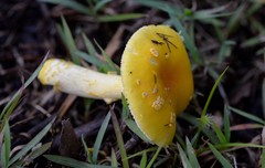 Amanita flavella