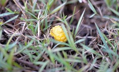 Amanita flavella