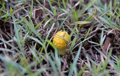 Amanita flavella