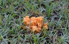 Ramaria anziana
