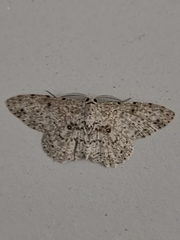 Catoria sublavaria