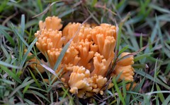 Ramaria anziana