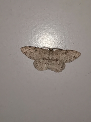 Catoria sublavaria