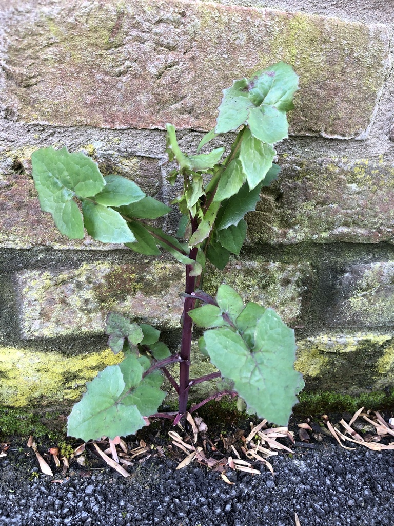 Common Sow-thistle from Ellen Wilson Cottages, York, England, GB on ...