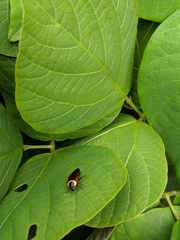 Hemithyrsocera palliata