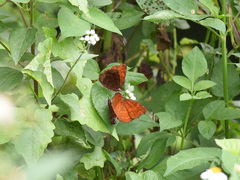 Ariadne ariadne alterna