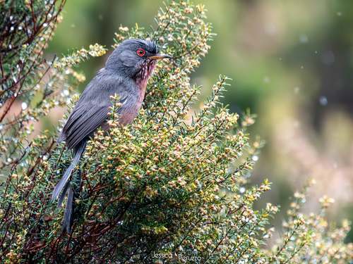 Dartford Warbler, Città Metropolitana di Genova, Italia, photo 6 of 10