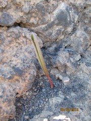 Eriospermum lanceifolium
