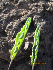 Eriospermum lanceifolium