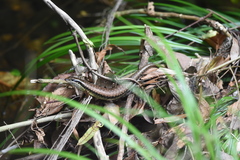 Sphenomorphus incognitus