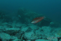 Pseudolabrus luculentus