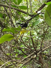 Petroica macrocephala