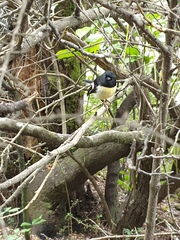 Petroica macrocephala