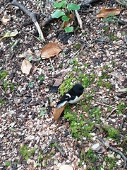 Petroica macrocephala