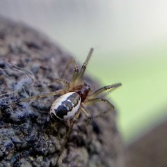 Frontinellina frutetorum