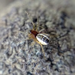 Frontinellina frutetorum