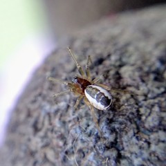 Frontinellina frutetorum