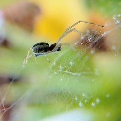 Frontinellina frutetorum