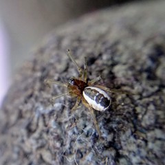 Frontinellina frutetorum