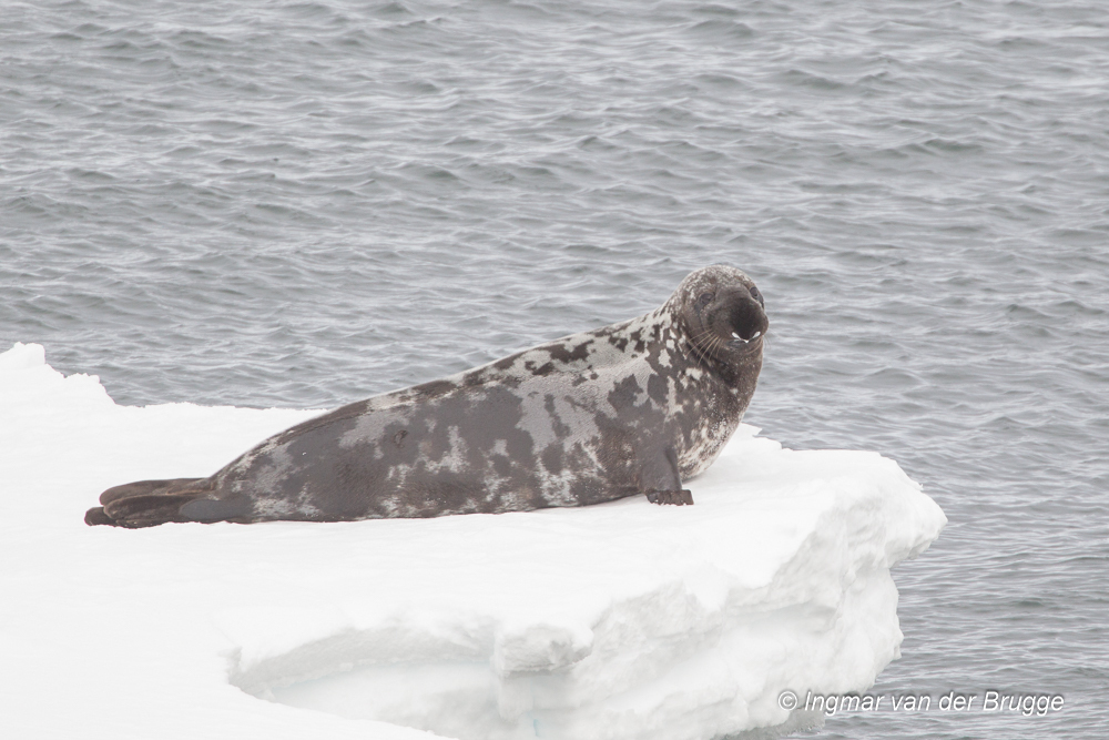 Hooded Seal