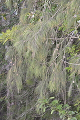 Allocasuarina torulosa