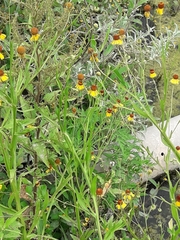 Helenium amphibolum