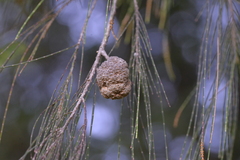 Allocasuarina torulosa