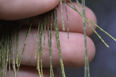 Allocasuarina torulosa