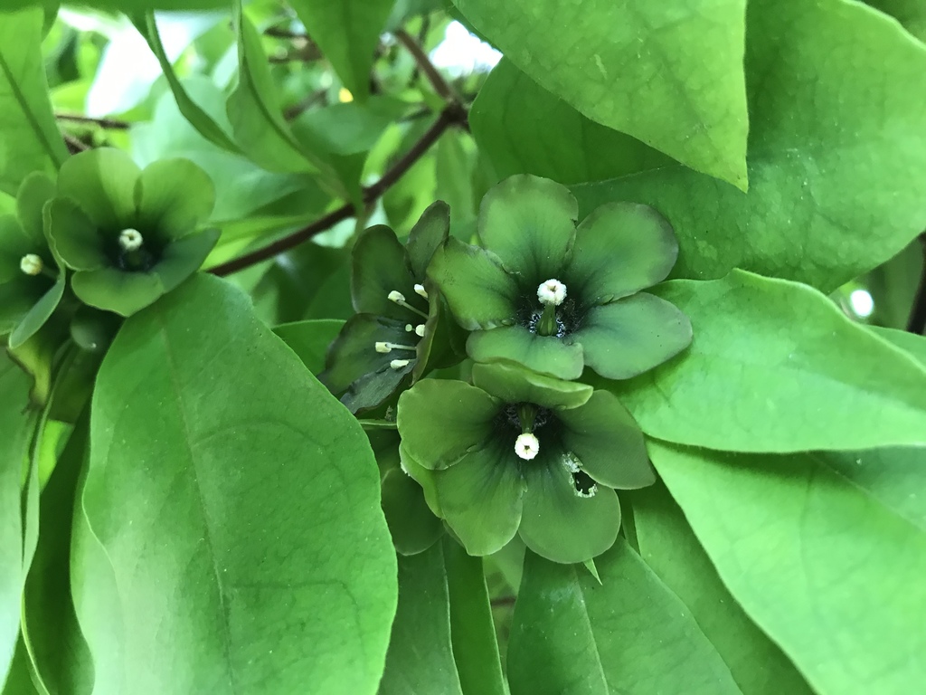 Deherainia