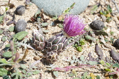 Crocodilium creticum