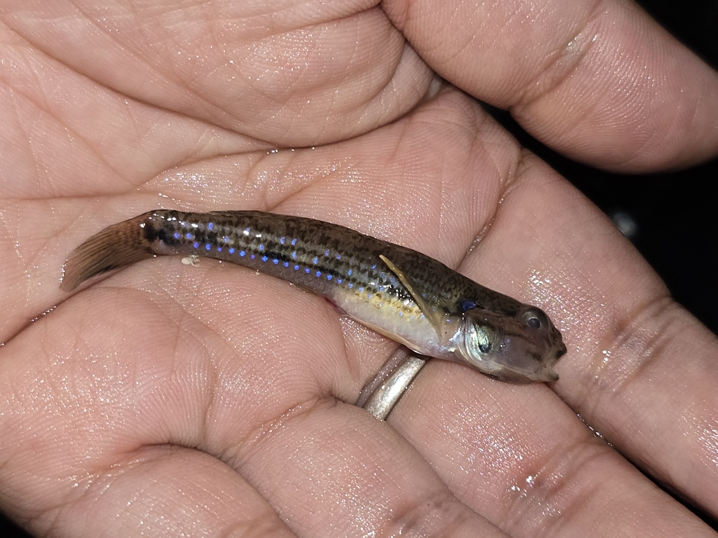 Acentrogobius from Tangshan, CNHB, CN on May 2, 2024 at 1106 PM by