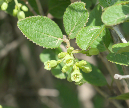 Mongolian viburnum (Viburnum mongolicum)