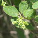 Viburnum mongolicum - Photo (c) huangmingpan, algunos derechos reservados (CC BY-NC), subido por huangmingpan