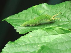 Hestina assimilis