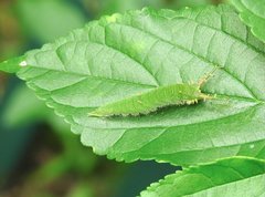 Hestina assimilis