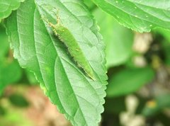 Hestina assimilis