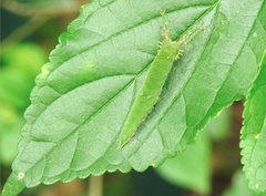 Hestina assimilis