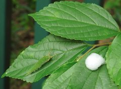Hestina assimilis