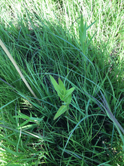 Asclepias meadii