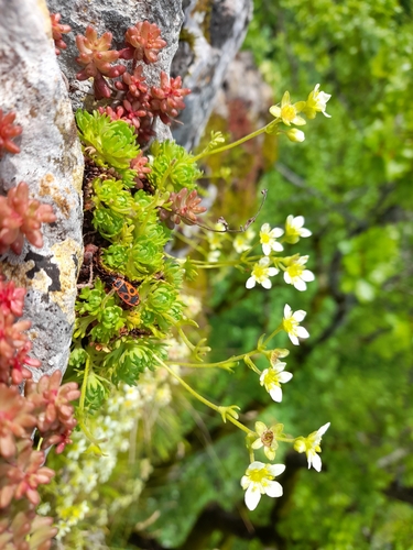 Gizia saxifrage (Saxifraga giziana)