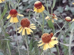 Helenium amphibolum
