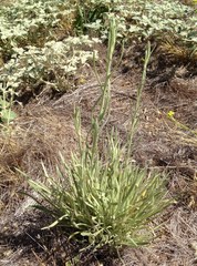 Pseudognaphalium beneolens