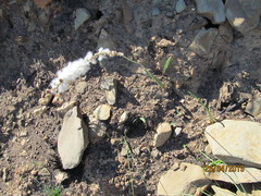 Eriospermum lanceifolium