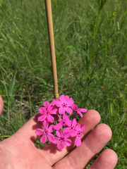 Phlox pilosa
